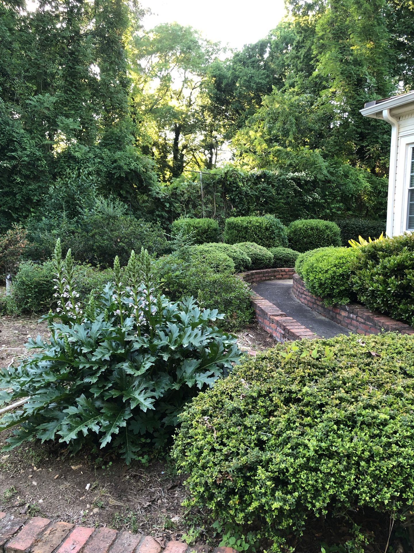 Lush garden with various green shrubs and a brick pathway surrounded by dense trees in the background.