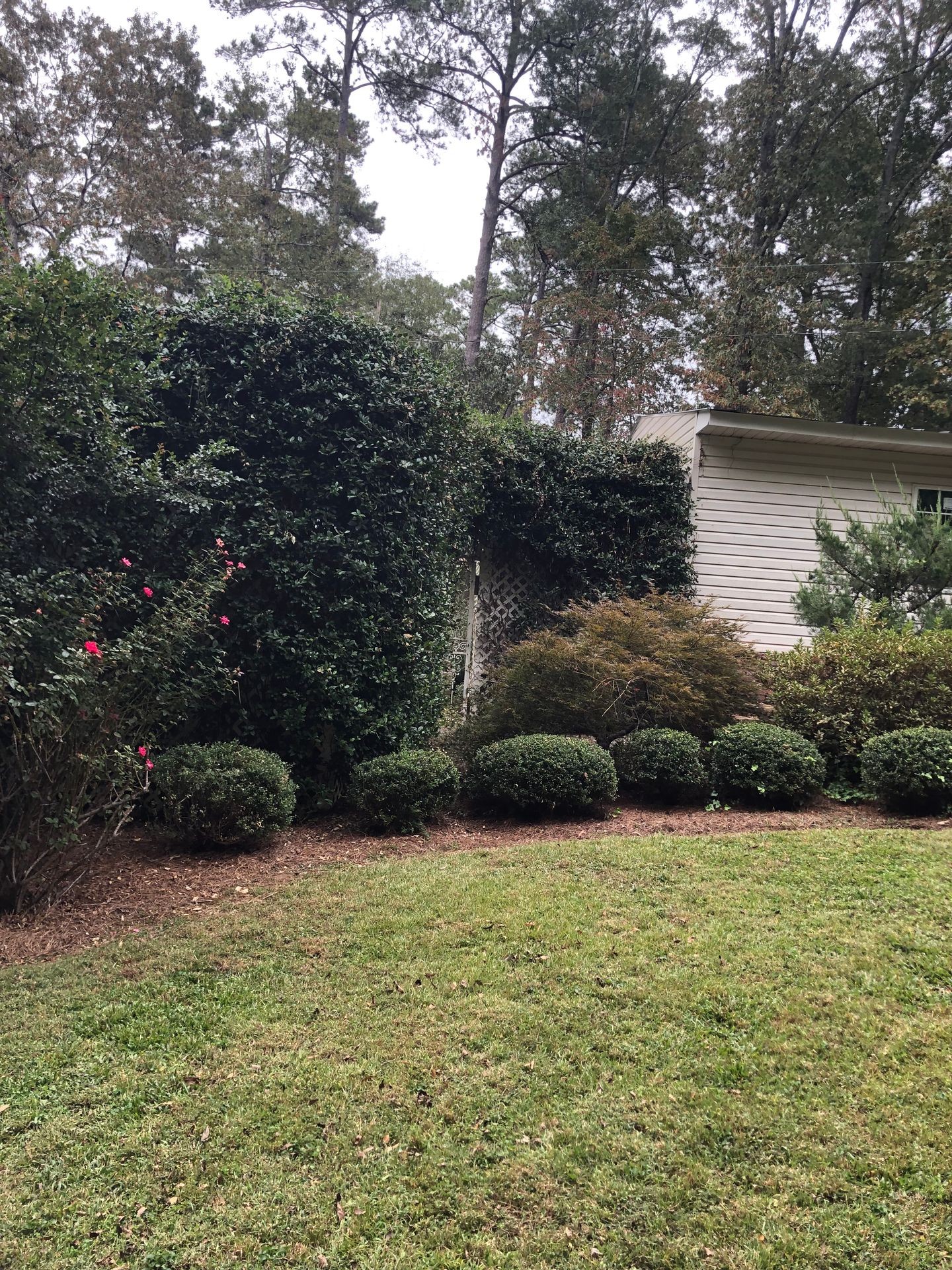 Lush backyard garden with neatly trimmed bushes and tall trees in the background.