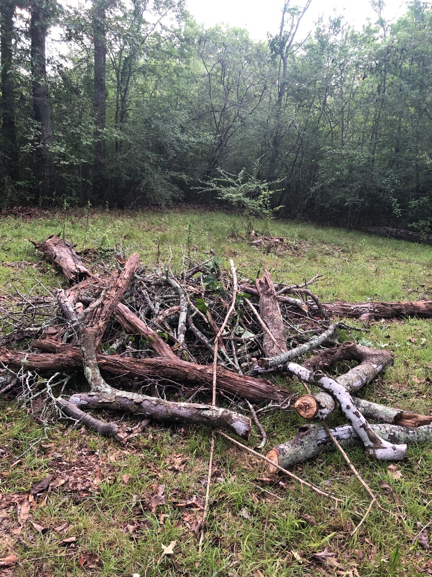 Pile of cut tree branches and logs on grassy ground with a dense forest in the background.